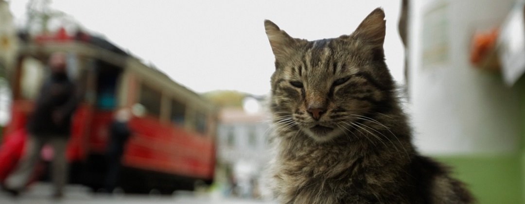 Filme "Gatos" mostra a natureza livre dos felinos em Istambul